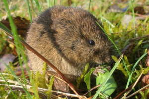 Bavarian polevka - alpine resident